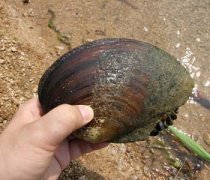 【河蚌怎么杀】河蚌怎么吃-河蚌的做法大全