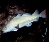 【假鳕鱼】假鳕鱼是什么-食用假鳕鱼的危害