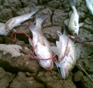 【海钓鲈鱼】海钓鲈鱼的技巧-海钓鲈鱼用什么饵