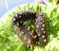 【海参的功效与作用】海参的家常做法-海参的营养价值