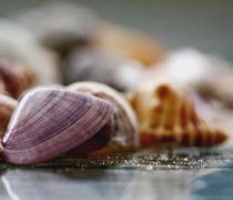 【河蚌怎么吃】河蚌的营养价值-河蚌的做法大全
