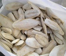 【墨鱼骨】墨鱼骨的功效与作用-墨鱼骨头有什么用