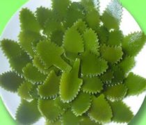 【海带的做法】海带的营养价值-海带的功效