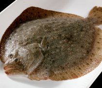 【多宝鱼是比目鱼吗】多宝鱼价格是多少-多宝鱼有什么功效