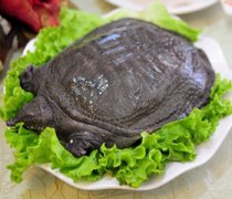 【喝甲鱼血能治阳痿吗】治阳痿的食物-治阳痿的穴位