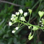 【荠菜的做法】荠菜怎么吃-荠菜怎么做好吃