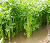【芹菜的热量】芹菜的功效-芹菜的做法