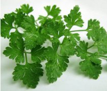 【芹菜叶子能吃吗】芹菜叶子怎么做好吃-芹菜叶子能经常吃吗