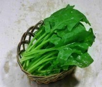 【凉拌菠菜梗】凉拌菠菜梗的做法-凉拌菠菜梗的营养价值