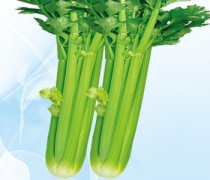 【西芹菜的做法大全】西芹菜的搭配禁忌-西芹菜的适宜人群