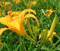【黄花菜的功效与作用】黄花菜的功效-黄花菜的营养价值