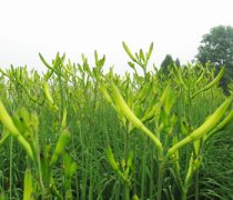 【黄花菜有毒吗】新鲜黄花菜有毒吗-干黄花菜有毒吗
