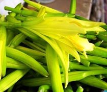 【新鲜黄花菜怎么处理】黄花菜的营养价值-黄花菜有毒吗