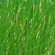 【野荸荠】野荸荠是什么-野荸荠好吃吗