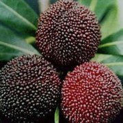 【荸荠种杨梅】什么是荸荠种杨梅-荸荠种杨梅的功效与作用