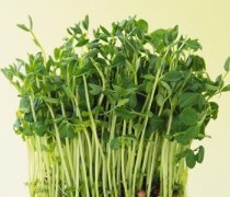 【绿豆芽的做法大全】绿豆芽怎么做好吃-绿豆芽怎么炒好吃