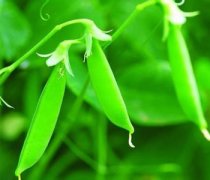 【荷兰豆炒杂烩】荷兰豆炒杂烩的做法-荷兰豆炒杂烩的营养-荷兰豆炒杂