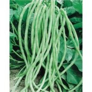 【长豇豆的做法大全】长豇豆的选购-长豇豆煮食注意事项