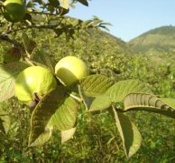 【番石榴叶】番石榴叶的功效与作用-番石榴叶茶
