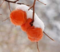 【冻柿子的吃法】冻柿子的营养-冻柿子不能和什么一起吃
