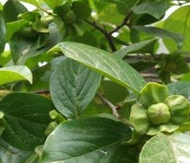 【柿子叶的功效与作用】柿子叶能治糖尿病吗-柿子叶的副作用