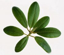 【枇杷叶治咳嗽】枇杷叶治咳嗽的汤怎么弄-枇杷叶治咳嗽吗