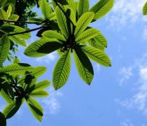【枇杷叶煮水的方法】枇杷叶煮水的功效-枇杷叶煮水小孩能喝吗