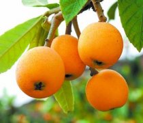 【枇杷果】枇杷果的功效与作用-枇杷果怎么吃