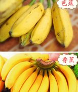 【香蕉和芭蕉的区别】香蕉和芭蕉哪个好-香蕉和芭蕉的营养