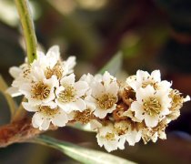【枇杷花煮水】枇杷花煮水的功效-枇杷花煮水能治感冒吗