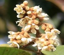 【枇杷花的功效与作用】枇杷花煮水-枇杷花能吃吗
