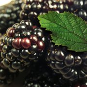 【桑葚子的副作用】桑葚子的营养价值-桑葚子的食用方法