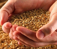浮小麦的副作用浮小麦作用与功效浮小麦怎么吃有营养