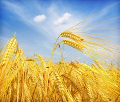 小麦的营养成分和药用价值介绍小麦麦麸的功效