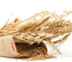 小麦的功效与作用有哪些小麦的选购技巧
