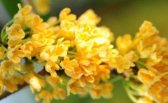 秋天吃桂花有什么好处桂花什么季节开花