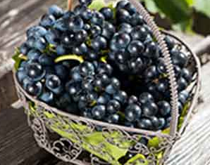 黑色水果抗衰老力强多吃黑色水果能让你保持年轻