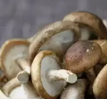 保存蘑菇的方法蘑菇靠谱儿的保存方法